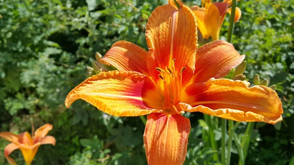 美丽而明亮的橘红色百合在一个阳光灿烂的夏季花园上 — 图库照片