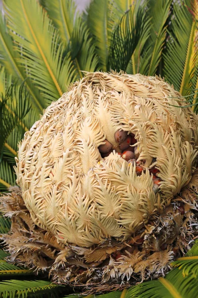 Cono con frutos de cicas hembras revoluta cycadaceae sago palmera — Foto de Stock