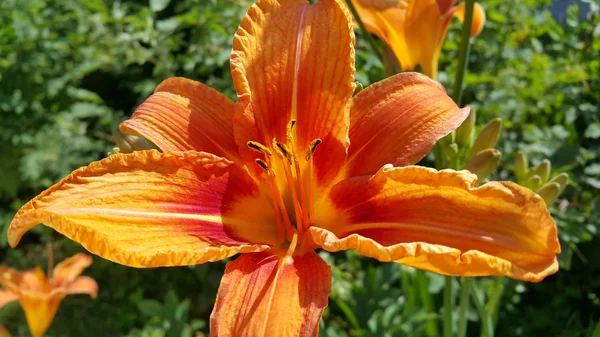 Vacker ljus orange daglilja på en solig sommarträdgård — Stockfoto