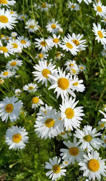 Beautiful daisies in a summer field — Stock Photo, Image