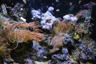 Akvaryumdaki su altı yaşamı çok güzel.