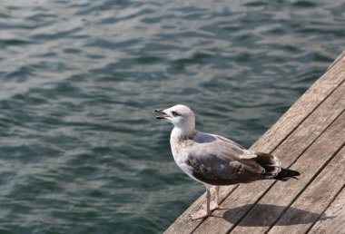 Ahşap iskelede durup denize bakan martı.