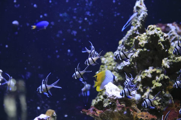 美丽的鱼类和水下海洋生物学院 — 图库照片