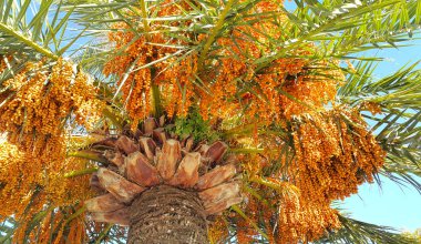 Birbirine girmiş kat kat meyvelerle dolu hurma ağaçları,