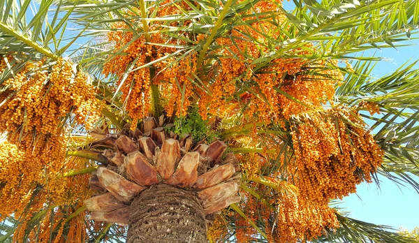 棕榈枝，果肉鲜亮， — 图库照片