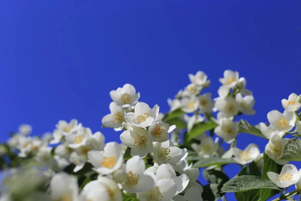 Beautiful branches of a spring bush on blue sky background — Stock Photo, Image