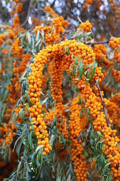 Branch of sea buckthorn with bright ripe berries — Stock Photo, Image