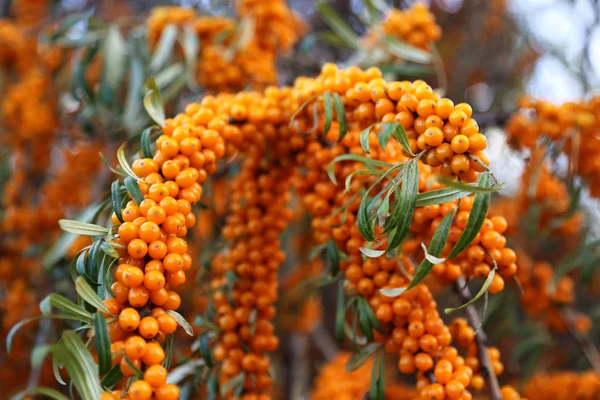 Branch of sea buckthorn with bright ripe berries — Stock Photo, Image