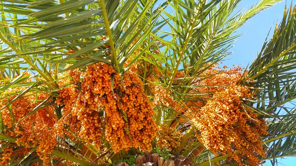 Gałęzie palmy z jasnymi pomarańczowymi owocami — Zdjęcie stockowe