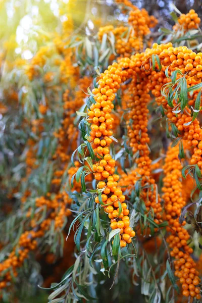 Ramo di olivello spinoso con bacche mature lucenti — Foto Stock