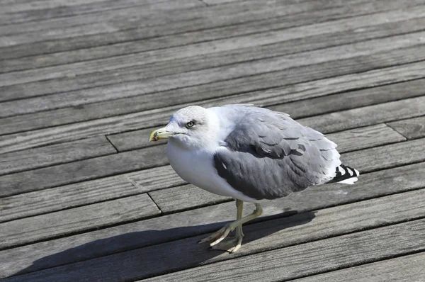 Beautiful seagull standing on the wooden pier — Stock Photo, Image