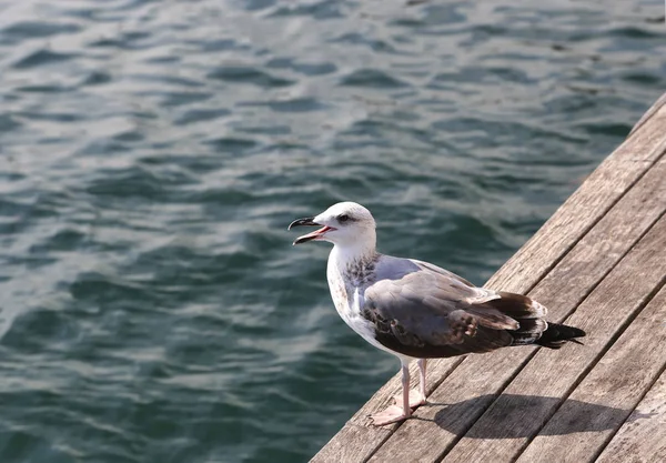 Gull standing on the pier against the sea — Stock Photo, Image