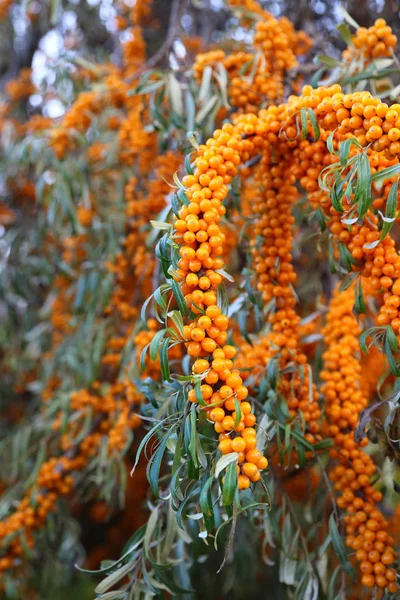 Branch of sea buckthorn with bright ripe berries — Stock Photo, Image