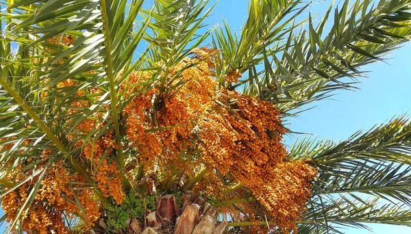 Ramos de palma com frutos alaranjados brilhantes — Fotografia de Stock