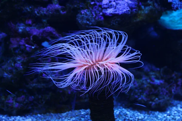 Εκπληκτικό θαλάσσια ζώα (anemonia, actinia, Ανεμώνη) — Φωτογραφία Αρχείου