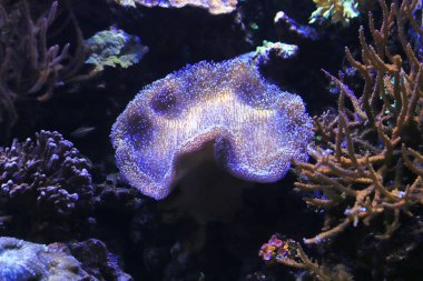 Güzel renkli deniz yaşamı