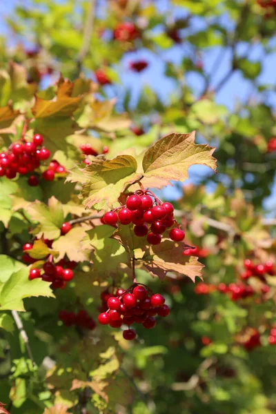 붉은 열매를 맺는 비부 르눔 나무 가지들 — 스톡 사진