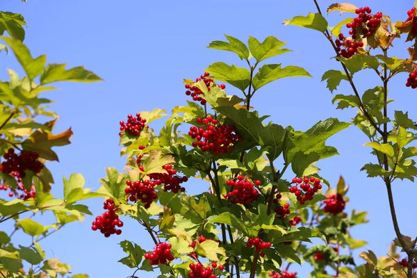 Rami di viburno con bacche rosse brillanti mature — Foto Stock
