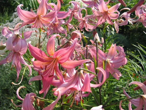 Prachtige roze daglelie op een zonnige zomertuin — Stockfoto