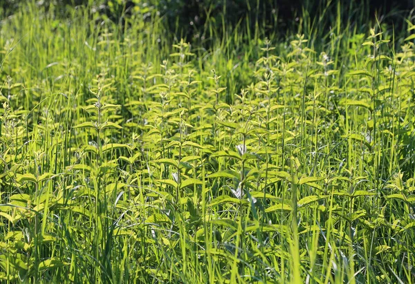 Plantas verdes brillantes silvestres en un día soleado — Foto de Stock