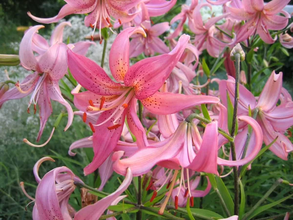 夏の庭で美しいピンクの日ユリ — ストック写真