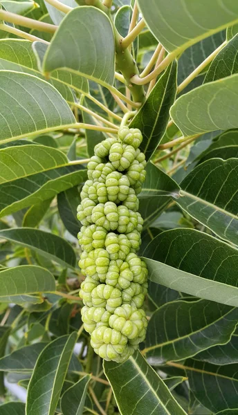 Větve s plody Phytolacca dioica — Stock fotografie