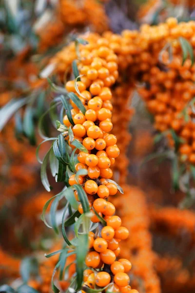 Branch of sea buckthorn with bright ripe berries — Stock Photo, Image