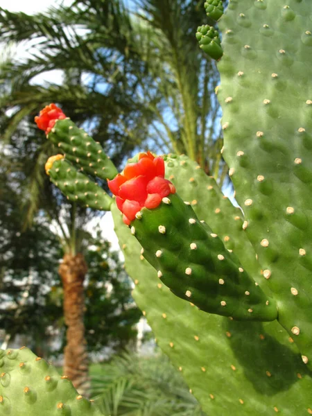 Cactus Plantas Con Flor Color Rojo Brillante Primer Plano —  Fotos de Stock