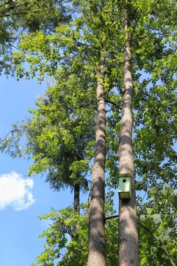 Uzun ağaçlar mavi gökyüzüne karşı Yazın gövdesinde kuş evi