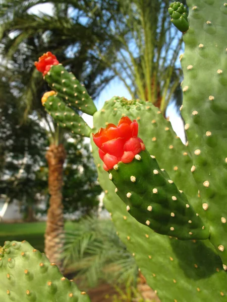 Cactus Plantas Con Flor Color Rojo Brillante Primer Plano —  Fotos de Stock