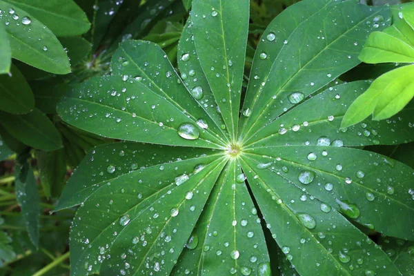 Regentropfen Auf Lupinenblättern Sommergarten — Stockfoto