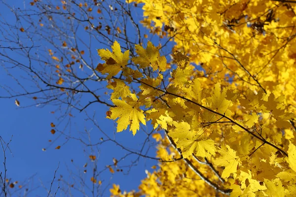 Folhagem Amarela Brilhante Bonita Árvore Bordo Outono Contra Céu Azul — Fotografia de Stock