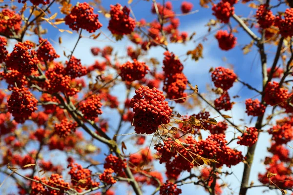 Ветви Осенней Рябины Рябины Ярко Красными Ягодами Фоне Голубого Неба — стоковое фото