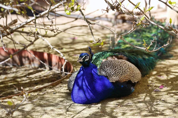 Beautiful Peacock Resting Shade Sunny Day — Stock Photo, Image