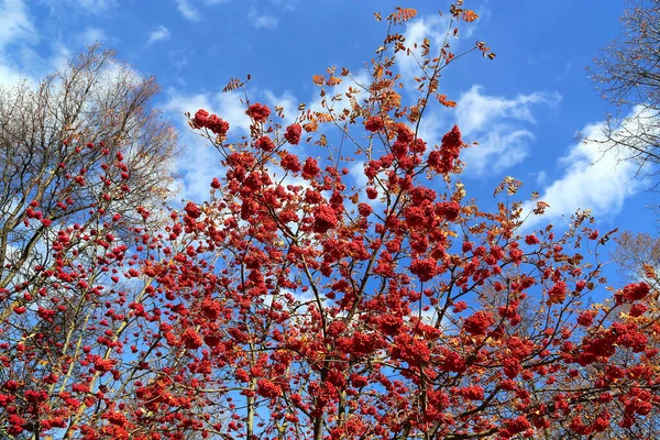 Ramas Ceniza Montaña Otoño Serbal Con Bayas Color Rojo Brillante — Foto de Stock