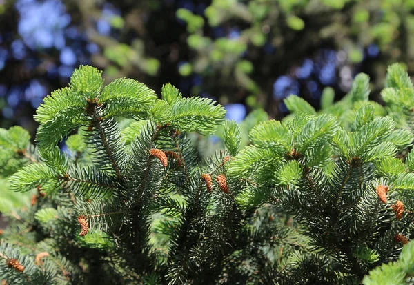 Beautiful Branches Spring Coniferous Tree Fresh Sprouts — Stock Photo, Image