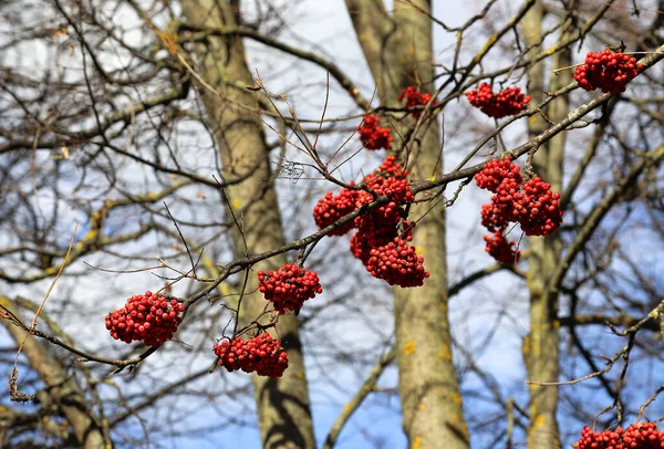 Ramas Ceniza Montaña Otoño Serbal Con Bayas Rojas Brillantes —  Fotos de Stock