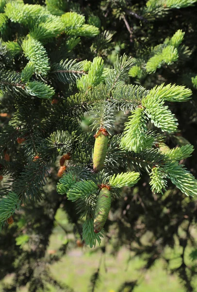 Schöner Zweig Des Frühlings Nadelbaum Mit Frischen Jungen Zapfen — Stockfoto