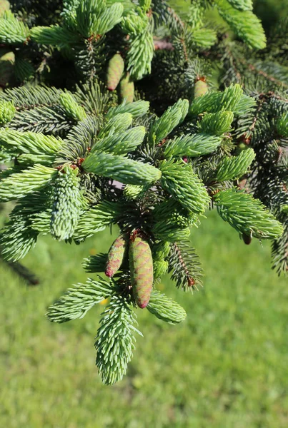Schöner Zweig Des Frühlings Nadelbaum Mit Frischen Jungen Zapfen — Stockfoto