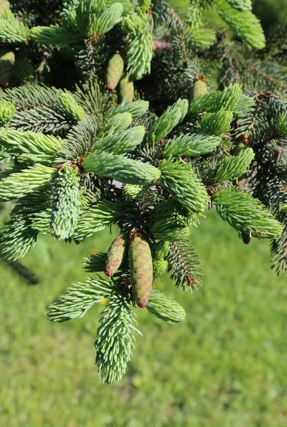 Vacker Gren Våren Barrträd Med Färska Unga Kottar — Stockfoto