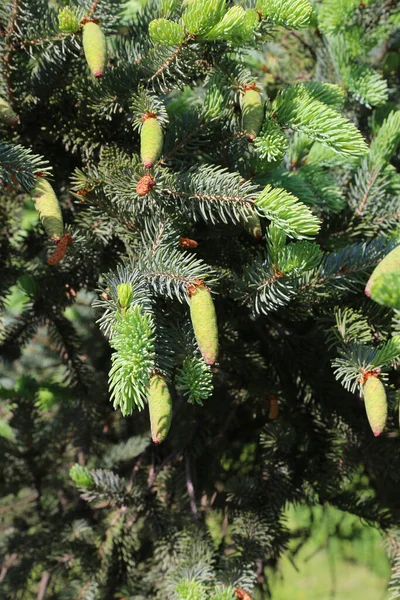 Piękna Gałąź Wiosennego Drzewa Iglastego Świeżymi Młodymi Szyszkami — Zdjęcie stockowe