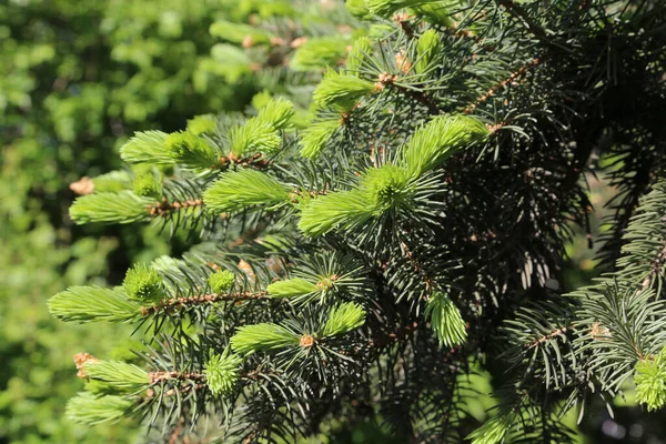 Beautiful Branches Spring Coniferous Tree Fresh Green Sprouts — Stock Photo, Image