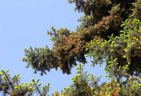 Hermosas Ramas Árbol Coníferas Primavera Con Brotes Frescos Contra Cielo —  Fotos de Stock