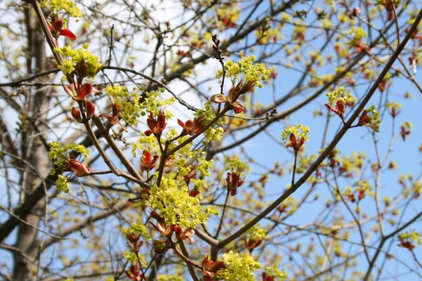 Ramos Bordo Florescente Contexto Céu Primavera Azul — Fotografia de Stock