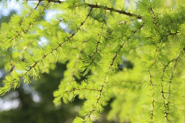 Green Branch Larch Fresh Leaves Backlit Sun Natural Spring Background — Stock Photo, Image