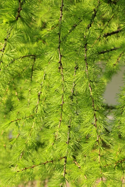 Zielona Gałąź Modrzewia Świeżymi Liśćmi Podświetlona Słońcem Naturalne Wiosenne Tło — Zdjęcie stockowe