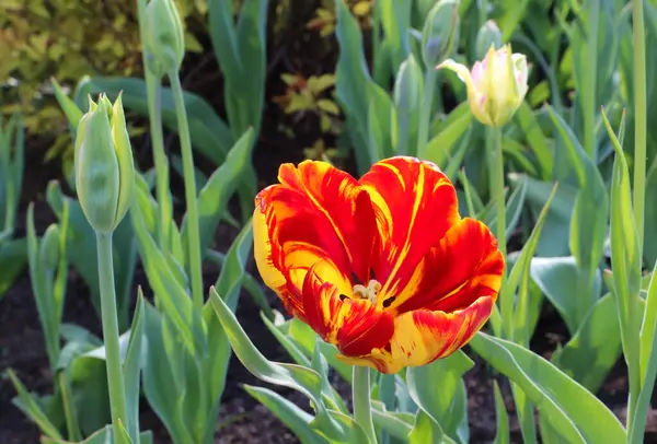 Mooie Helder Rood Gele Tulp Close — Stockfoto