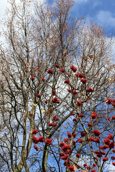 Branches Frêne Montagne Automne Rowan Avec Des Baies Rouge Vif — Photo