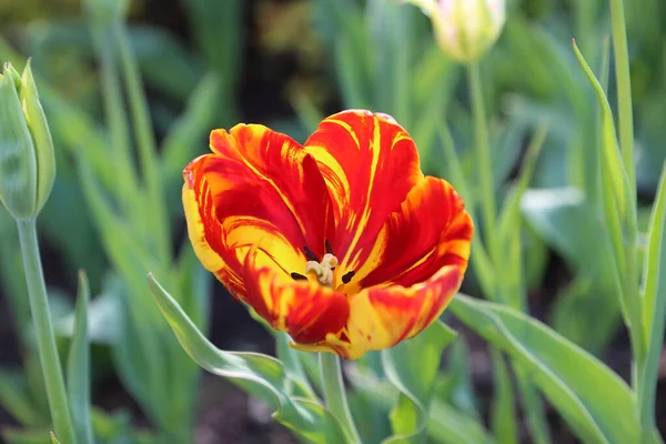 Belle Tulipe Rouge Jaune Vif Gros Plan — Photo