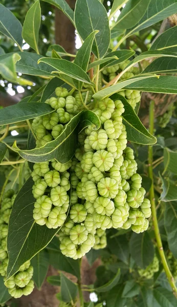 Phytolacca Dioica Lakonos Dioica Ramos Com Frutos — Fotografia de Stock